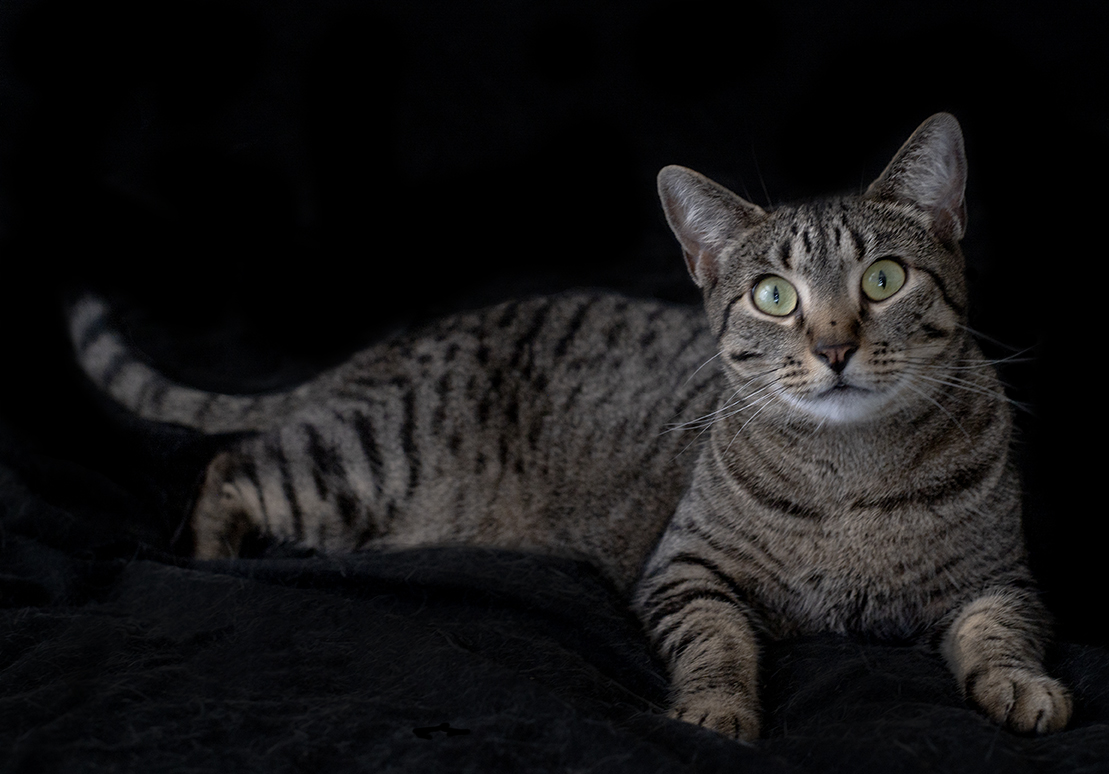 Top Cat Sanctuary cat photo
